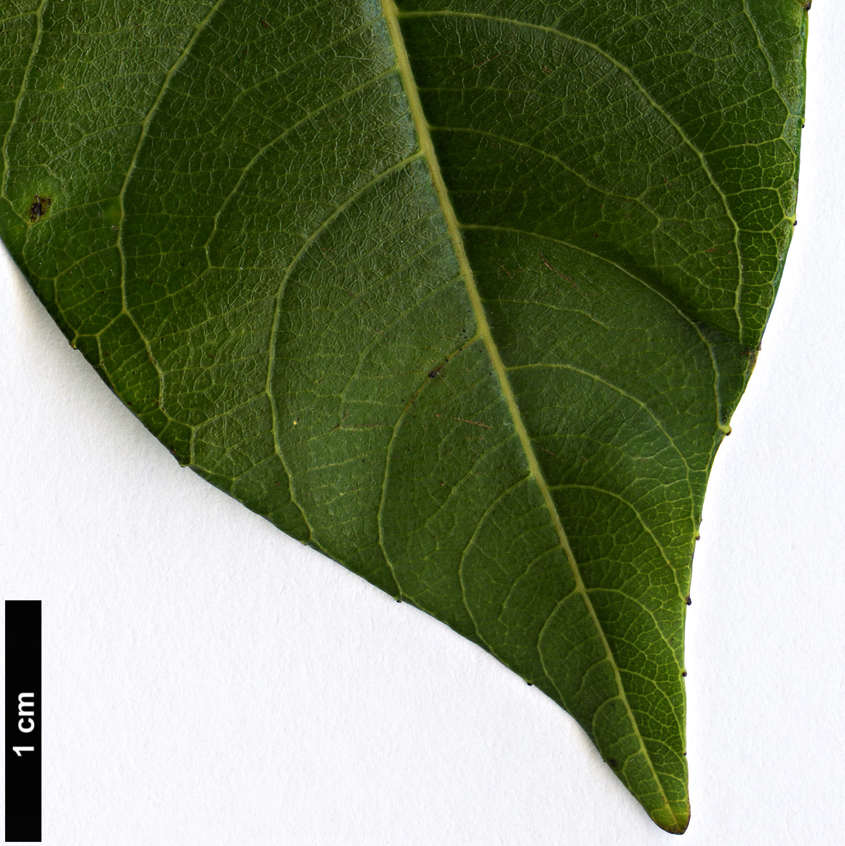 High resolution image: Family: Salicaceae - Genus: Salix - Taxon: balansae - SpeciesSub: var. balansae